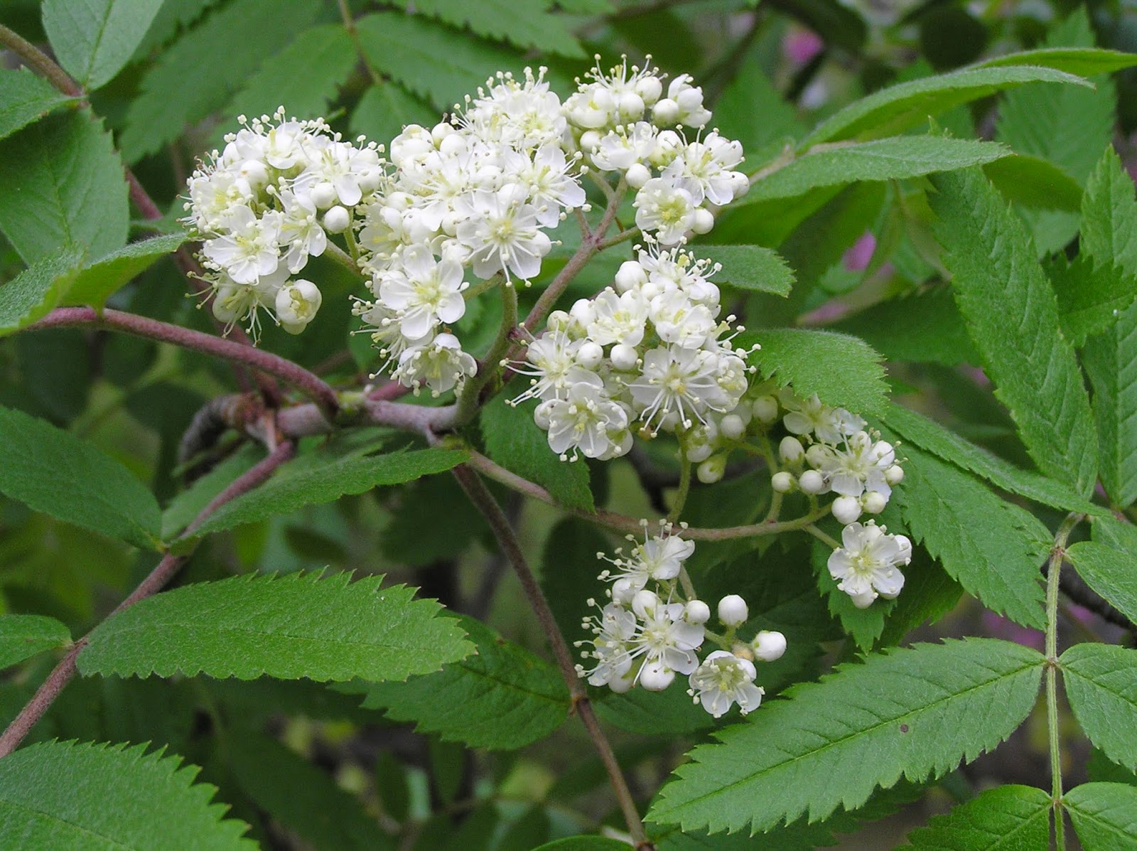 Рябина красивая Sorbus decora